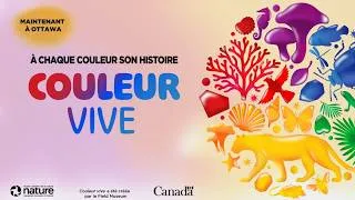 Miniature : Couleur vive : explorez la nature à l'aide de la couleur