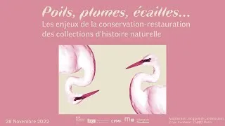 Miniature : Les enjeux de la conservation-restauration des collections d’histoire naturelle pt2