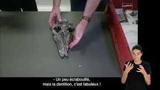 Miniature : Face à face avec Gastornis, l'oiseau géant disparu (Accessibilité LSF)