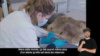 Miniature : Momies, l'Immortalité retrouvée (Accessibilité LSF)