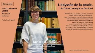Miniature : L'odyssée de la poule, de l'oiseau exotique au fast-food