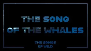 Miniature : Le chant des baleines, pour se relaxer et dormir.