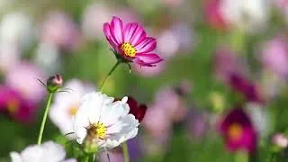Miniature : Musique de Relaxation | Symphonie relaxante
