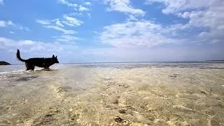 Miniature : DJERBA : La Vérité sur la Saison Touristique ! 🌴 (Vlog Juillet) - N°111