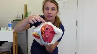 Miniature : Le Périnée c'est quoi? - Préparation a l'Accouchement, Anatomie du Périnée!