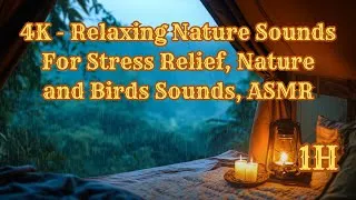 Miniature : 4K - Relaxing Nature Sounds For Stress Relief, Nature and Birds Sounds, ASMR