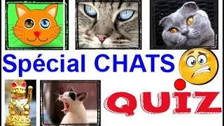 Miniature : Grand QUIZ Spécial CHATS | 30 Questions | Auras-tu la moyenne ?