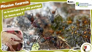 Miniature : identifier les fourmis sur un espace protégé (feat: C.E.N)