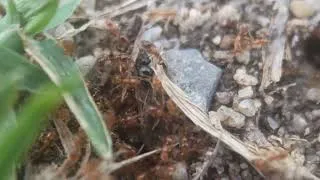 Miniature : Des fourmis volantes !!.... mais .. pourquoi ?