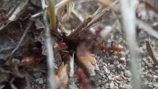Miniature : Raid de Polyergus rufescens (Chilhac 43)
