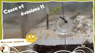 Miniature : mes nids fendent ...
