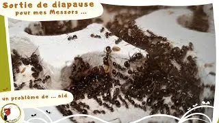 Miniature : Sortie de diapause et problème de nid ...