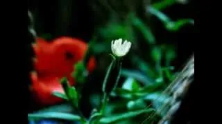 Miniature : Meditation & Relaxation : "Tim's Lullaby" - Amazing Nature