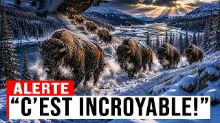 Miniature : Ils ont largué 28 bisons dans une vallée oubliée… ce qui a suivi a bouleversé le monde