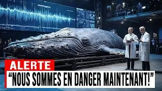 Miniature : Les baleines ont parlé pour la première fois — leur message est alarmant