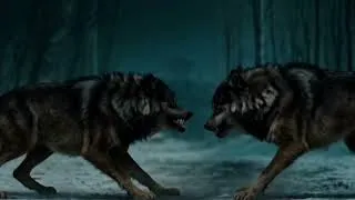 Miniature : Les Loups de l’Ombre  Chasse Sauvage dans la Neige #LoupsDeLOmbre #MeuteDeLoups #LoupSauvage #chasse