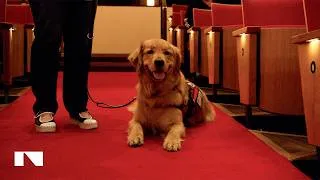 Miniature : Service dogs in training came to an NAC Orchestra rehearsal