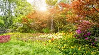 Miniature : Where Earth Meets Pure Serenity