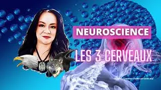 Miniature : Les 3 cerveaux en neuroscience