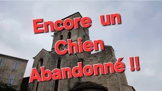 Miniature : Encore un chien Abandonné !!