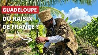 Miniature : Il plante de la vigne au milieu des cocotiers... Le résultat est fou !