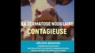 Miniature : ☯ ➭ La Dermatose Nodulaire Contagieuse DNC c'est Quoi ?