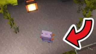 Miniature : Si on trouve un AXOLOTL dans Minecraft… la vidéo s’arrête