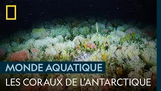 Miniature : Les surprises du fond de l'océan en Antarctique