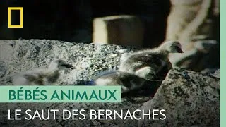 Miniature : Des oisillons sautent d'une falaise de 90 mètres