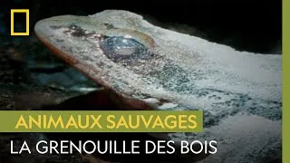 Miniature : Cette grenouille se congèle littéralement pour survivre à l'hiver