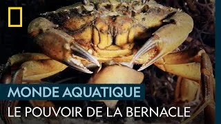 Miniature : Une bernacle prend le contrôle d'un crabe