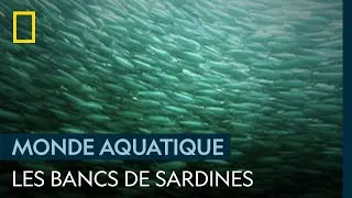 Miniature : La force du nombre chez les sardines