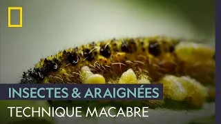 Miniature : Cette guêpe pond ses œufs dans une chenille