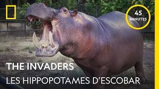 Miniature : Les Hippopotames de Pablo Escobar | Episode complet