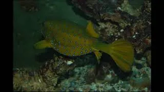 Miniature : aquarium d'egypte fevrier 2018