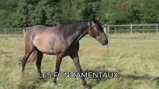 Miniature : Pré débourrage de IJINEK Poulain de 3 ans.