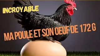 Miniature : HALLUCINANT : RECORD de poids d'un oeuf dans mon poulailler