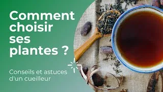 Miniature : Guide d'achat des plantes médicinales (conseils et astuces d'un cueilleur)