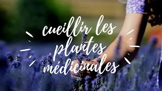 Miniature : Cueillir les plantes médicinales