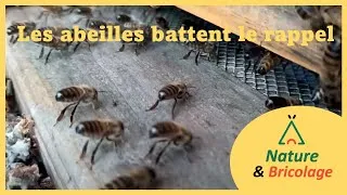 Miniature : Les abeilles battent le rappel