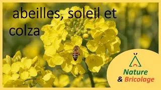 Miniature : Abeilles, soleil et colza ...