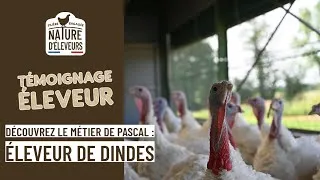 Miniature : Passion pour l'élevage de dindes et respect du bien-être animal : témoignage de Pascal