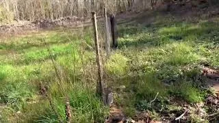 Miniature : Broyages et plantations en forêt, payés par tous