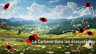 Miniature : Le Carbone dans les écosystèmes - (partie 2)