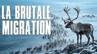 Miniature : TUNDRA ARCTIQUE | La Migration la Plus Brutale et Mortelle de la Planète - Documentaire Animalier