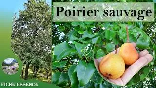 Miniature : Le poirier sauvage (Pyrus pyraster) : reconnaître cet arbre nourricier de nos bois et forêts 🌳🍐