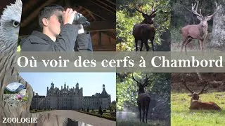 Miniature : Où observer des cerfs et écouter le brame 🦌🌳