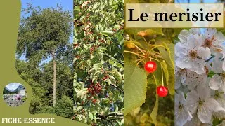 Miniature : Le merisier (Prunus avium) : reconnaître ce cerisier des bois et forêts 🌳🌸🍒