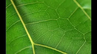 Miniature : Nature=Futur ! Comme les feuilles d'un arbre