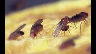 Miniature : Nature=Futur ! Une mouche très collante